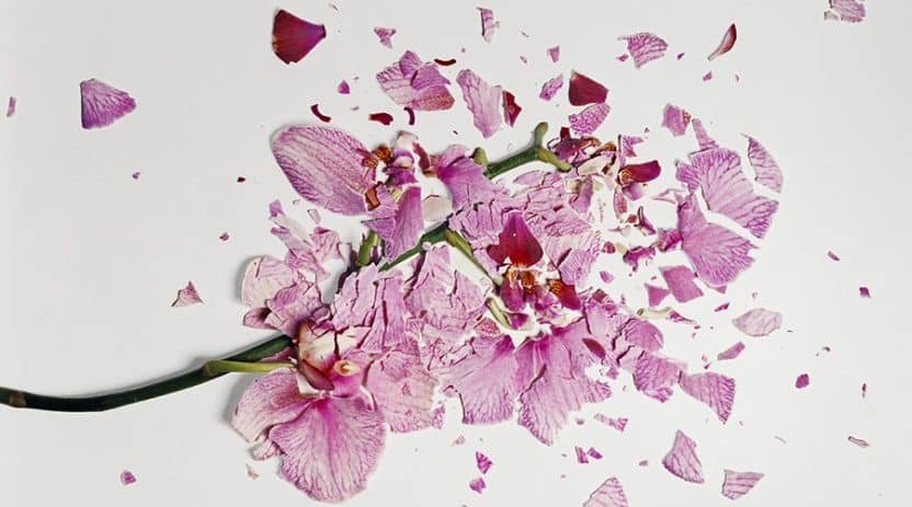 Crushed by Linda Bjork