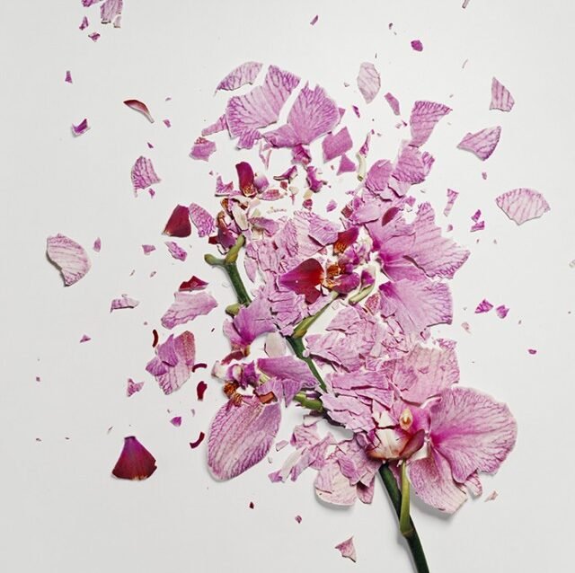 crushed by Linda bjork
