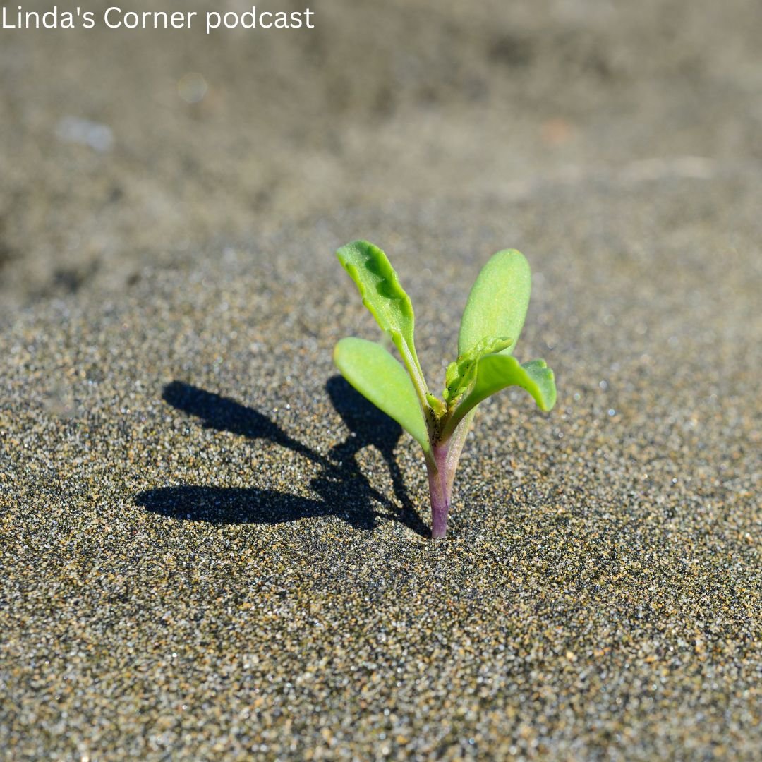 1 lindas corner podcast resilience and overcoming adversity resilience overcoming trauma overcoming adversity podcast