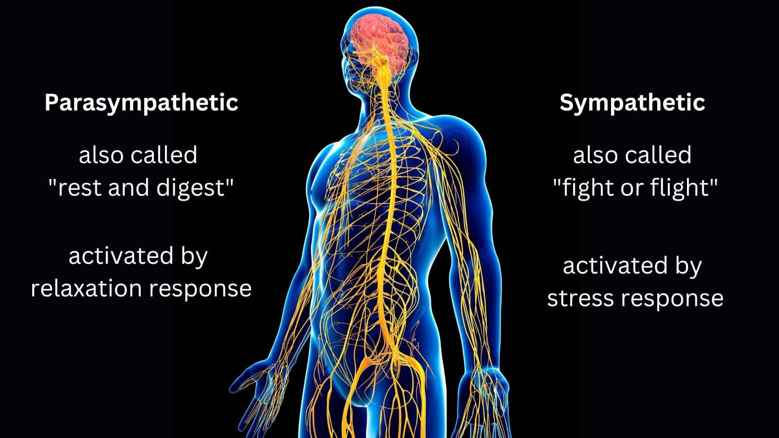 stress response and how to manage stress